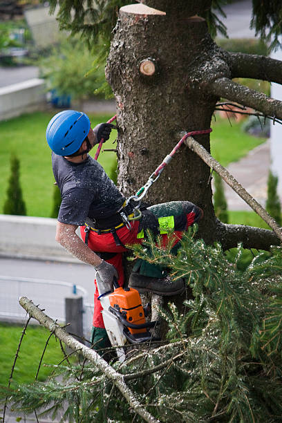 Professional Tree Removal in Johnson City, NY